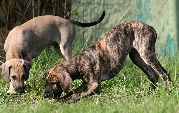 Bashir und Bilal (2)